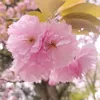 natuki5.3