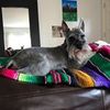 schnauzer.dad