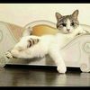luthfi.kiya