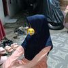 bibahaja29