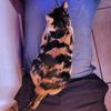 kajicore