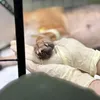 hachi.animalclinic