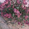 gmanhamed