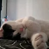 milka._360