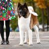 hermes_american_akita