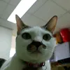 thuy213_1995