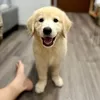 kieuciuu