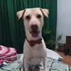olynpatootee