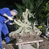 Thái Bình Bonsai