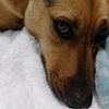 mydogdaisy00