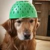 austinretriver