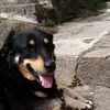 crimag2
