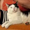 lasissigrazie