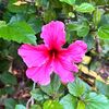 patricia_s_paty