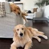 ninerthegolden