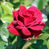 ganeshbahadursingh8789gm