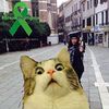 catcasprr