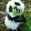 cute_pandarockstar