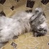 cat_315783