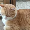 kittie71
