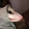 silly_little_cat