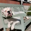 milo the white boxer