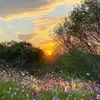 wafaeantar975