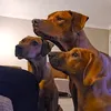 rumialana_ridgebacks