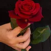 kedi66