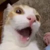 pketerlly