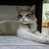 imchloethecat