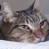 tiptoeth