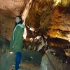 hvidear