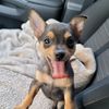 andrewshouseofdoggos