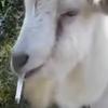 cig_goat