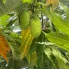 tuanlam8892