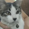 meowlang247