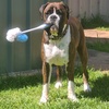 Bob the boxer dog