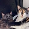munchkinbinx