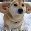 dogehybridram