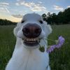 rgin_ap