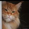 garfield878