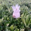 fane_deraji