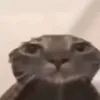lemioee