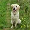 caspert_the_friendly_dog