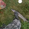 fishinq_