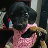 nenadachshund