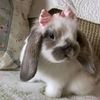sqqi.aaf_s