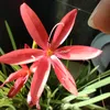 ecojill