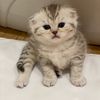 Luxury Kittens Oficial